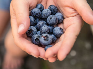 A Sweet Start to Blueberry Season in Florida