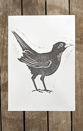 Blackbird-Web.jpg