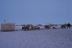 Долганы Юрюнг-Хая Анабар ЭКЦ Хэйро кочевой