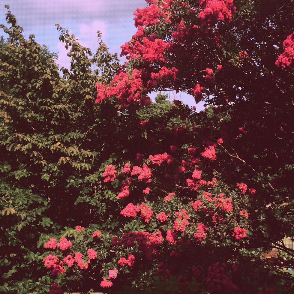 IMG_4549.jpeg