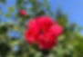 22ED3037-4B86-4E9A-BC24-8BEB57DB0BA8_1_105_c.jpeg