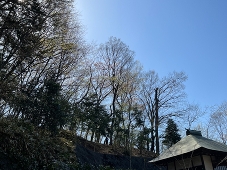 昨日から伐採作業