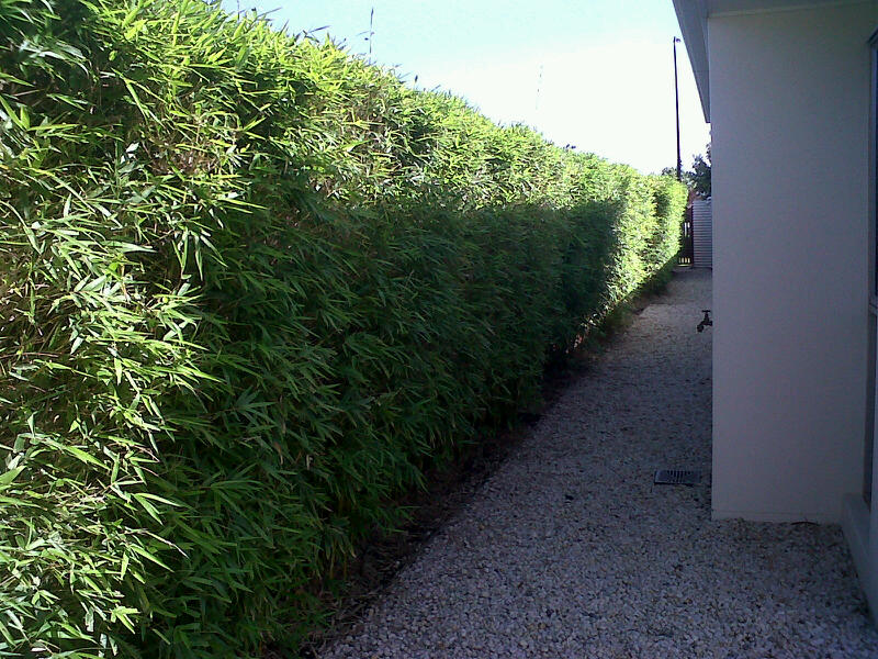 Gracilis Bamboo 1 Best Selling Screening Bamboo Bamboo Down Under