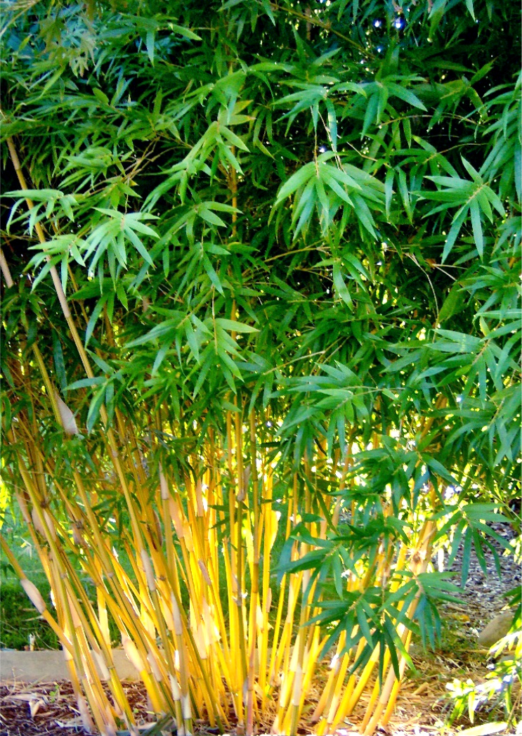 Featured image of post Alphonse Karr Bamboo