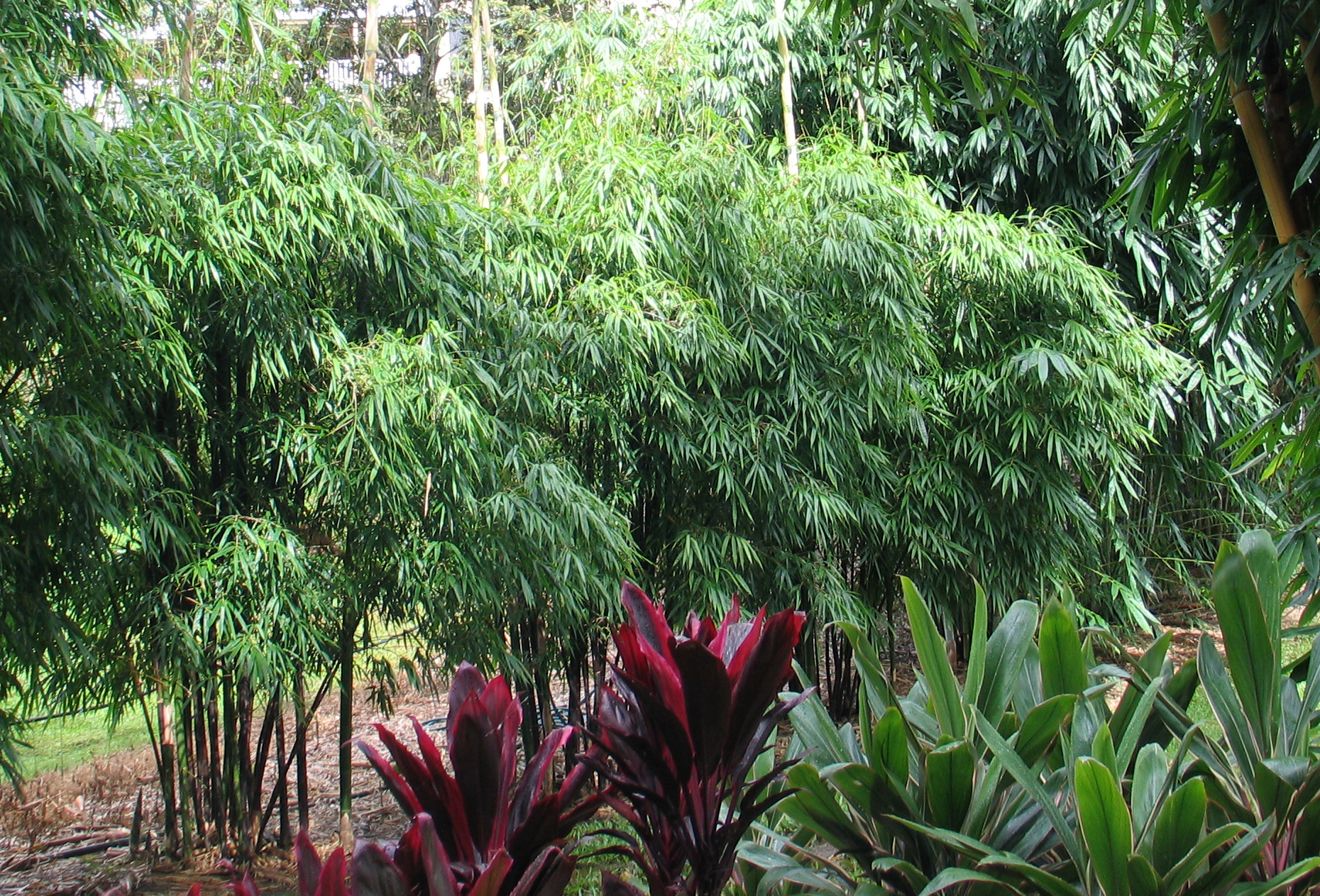 Timor Black Bamboo Bamboo Down Under