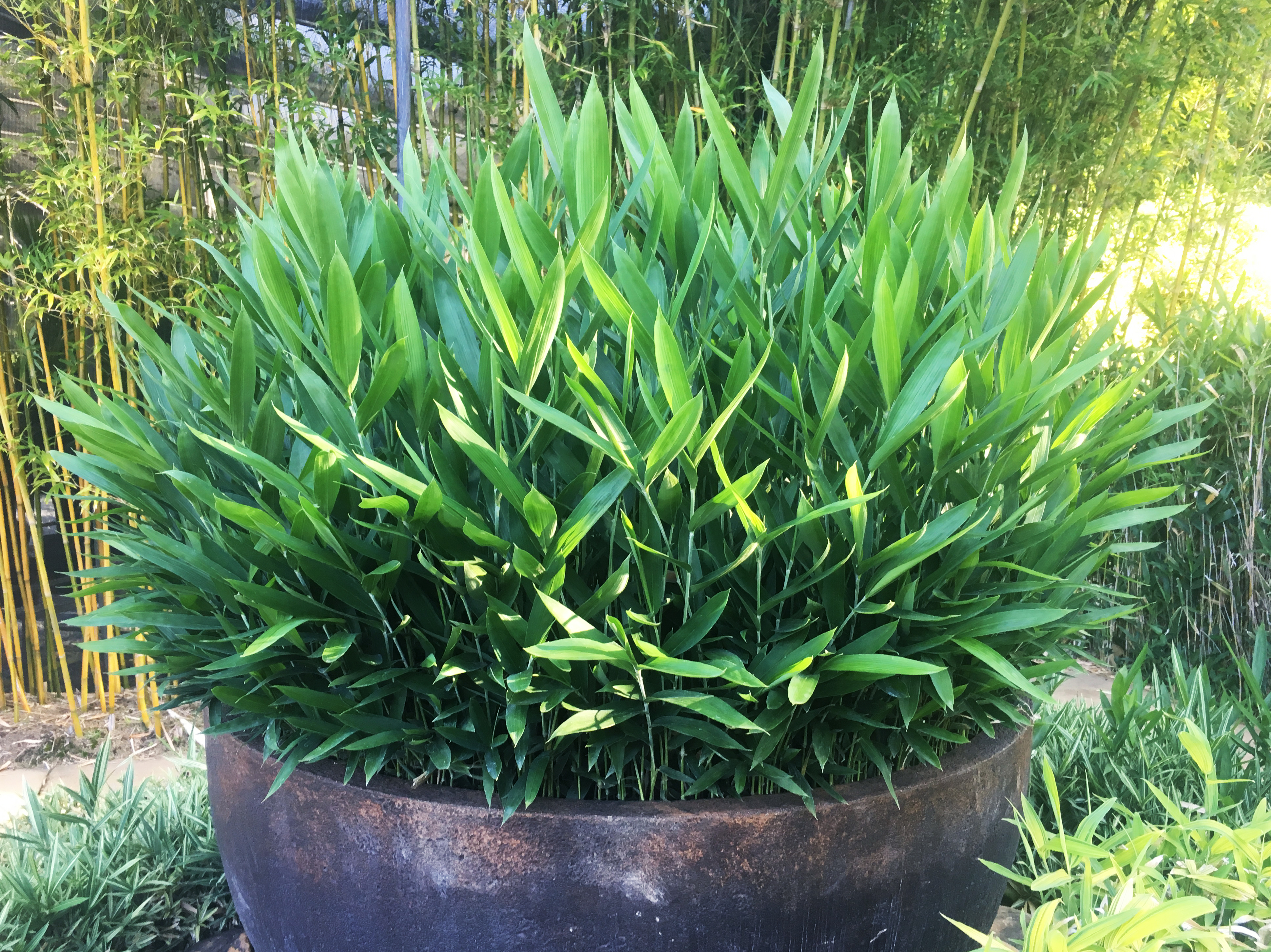 Dwarf Green Ground Cover Bamboo | Bamboo Down Unde