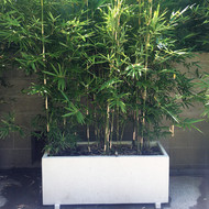 Goldstripe Bamboo