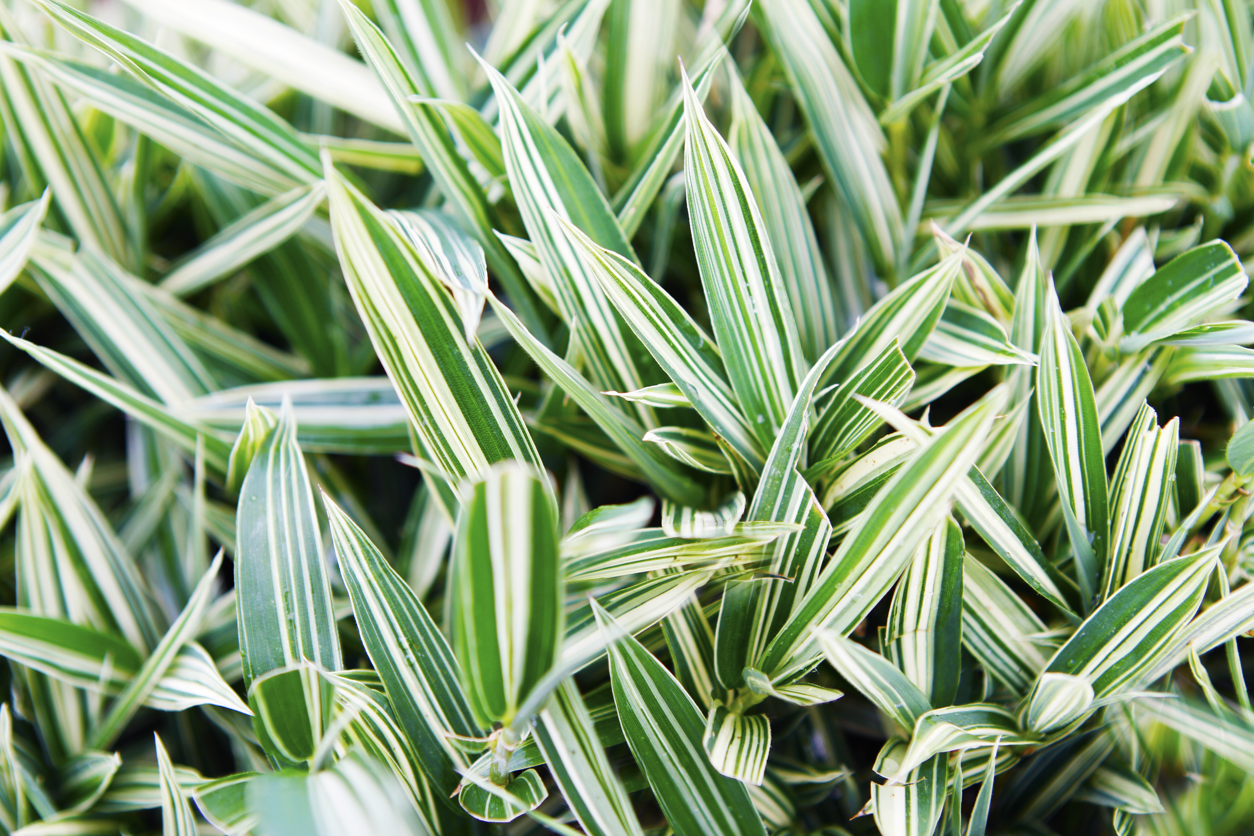 Dwarf Whitestripe Ground Cover Bamboo | Bamboo Down Under