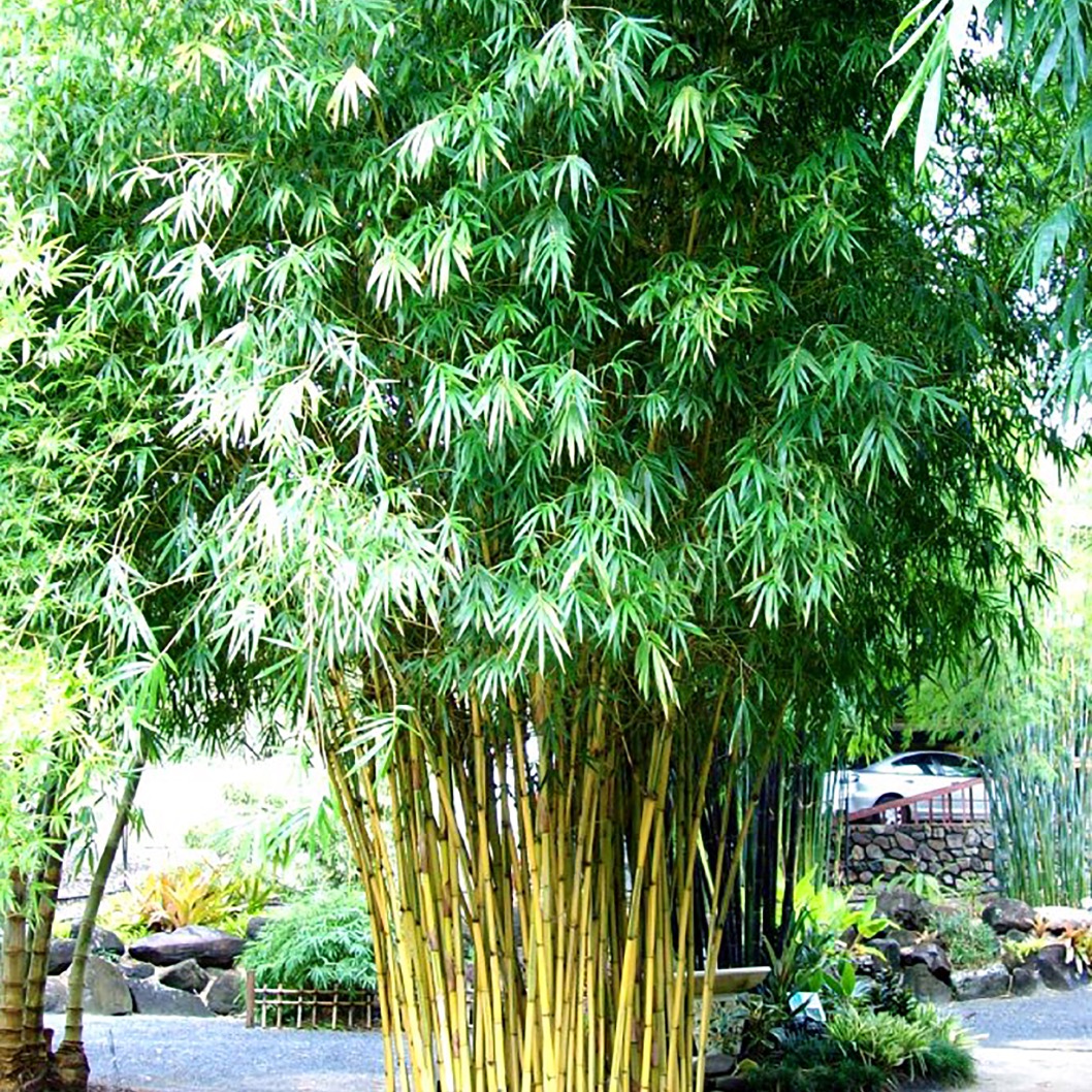 China Gold Bamboo Bamboo Down Under