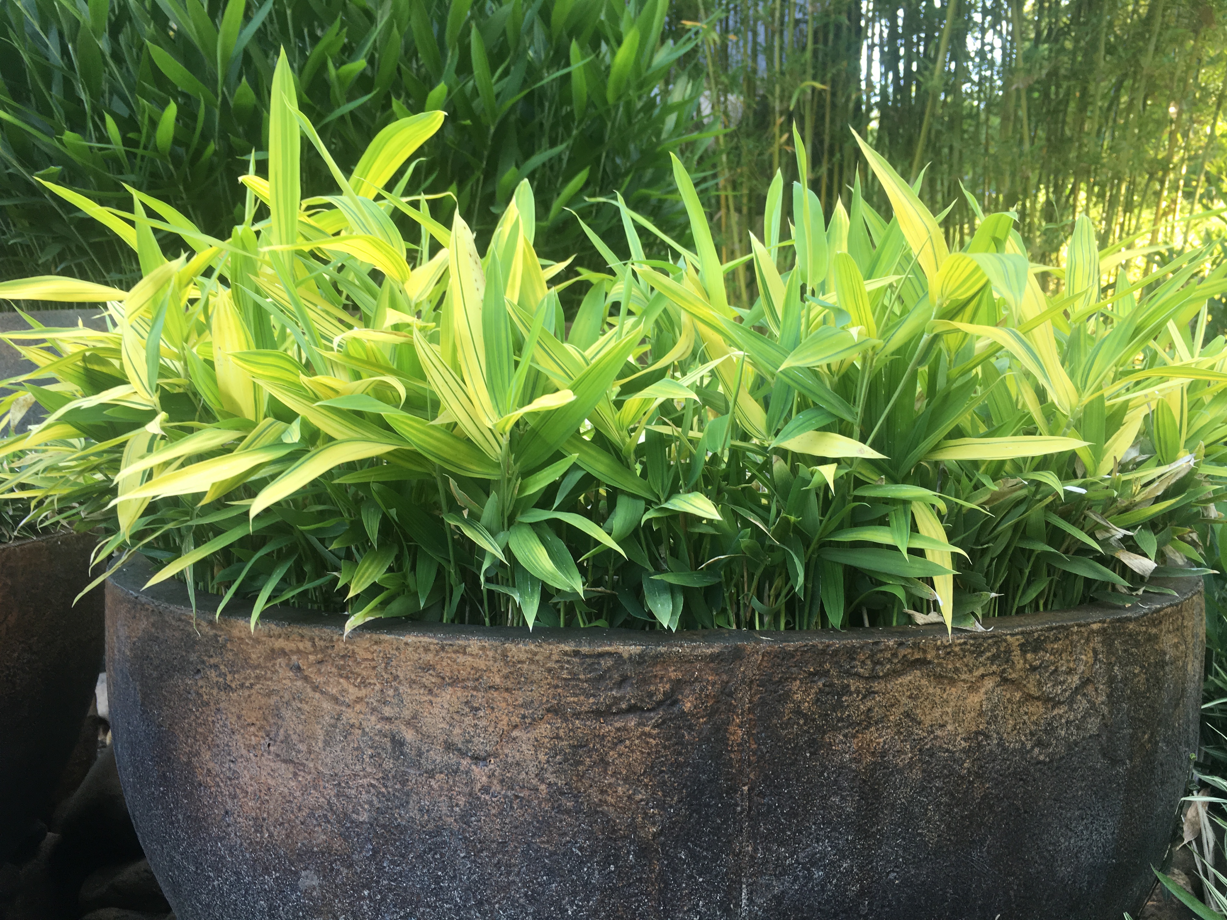 Dwarf Green & Gold Bamboo | Bamboo Down Under