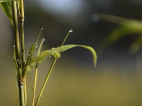 Spring has Sprung at Bamboo Down Under: Tips for Vibrant Gardens and Flourishing Blooms
