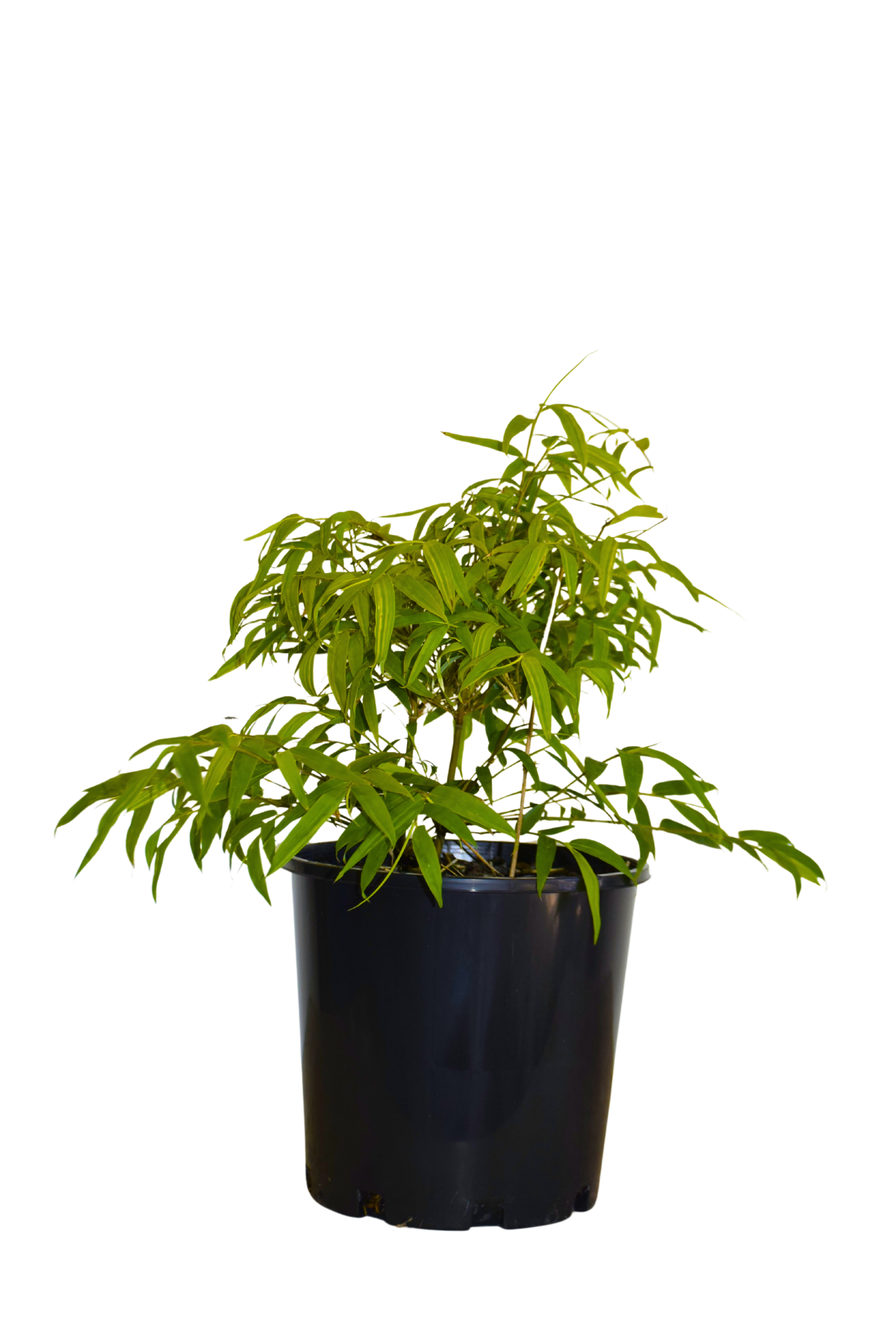 Chinese Dwarf bamboo young potted plant with fresh green foliage in black nursery pot