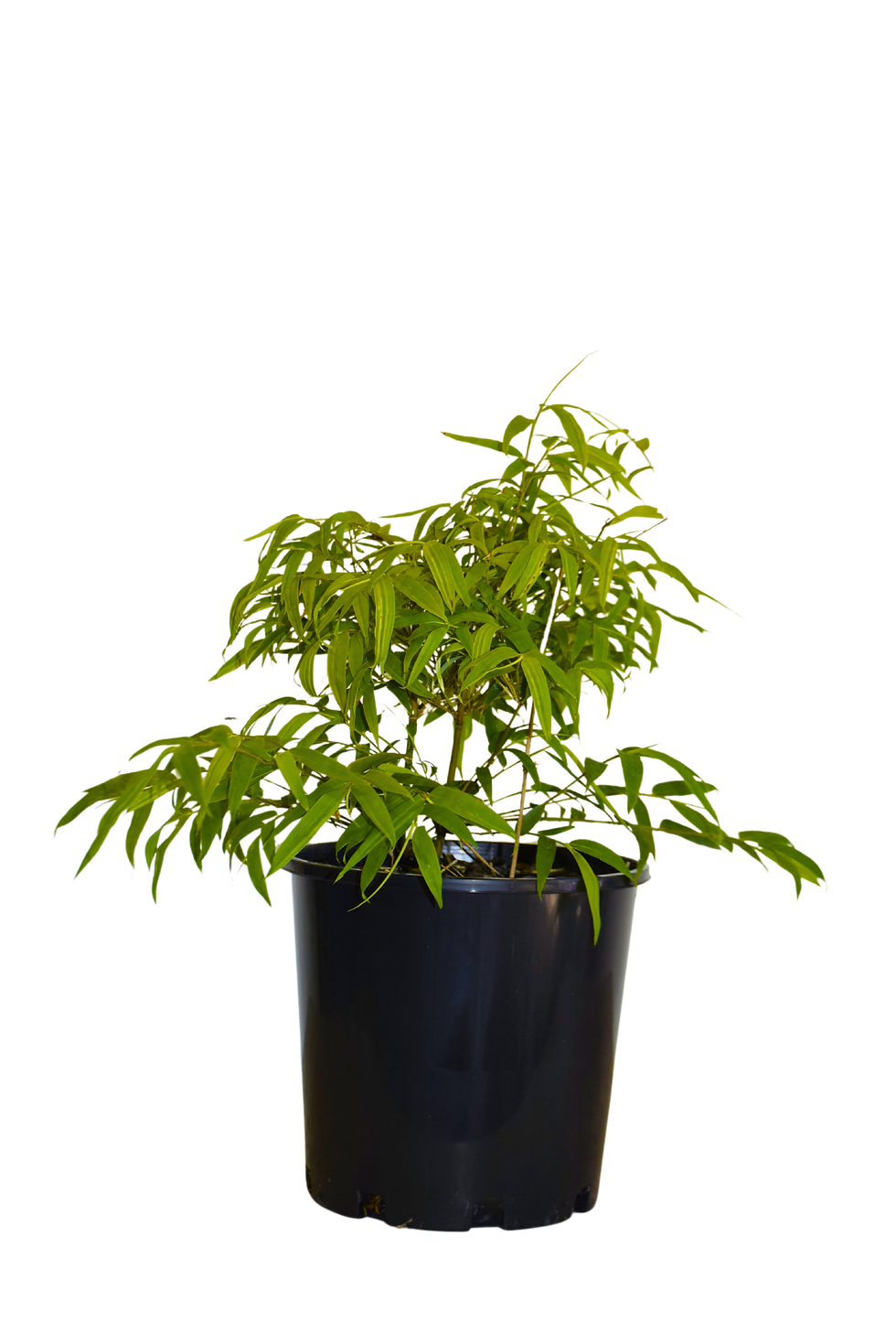 Chinese Dwarf bamboo young potted plant with fresh green foliage in black nursery pot