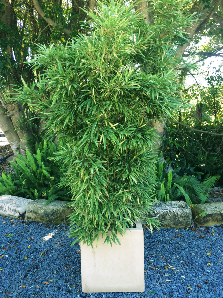 Variegated Temple Bamboo Bamboo Down Under
