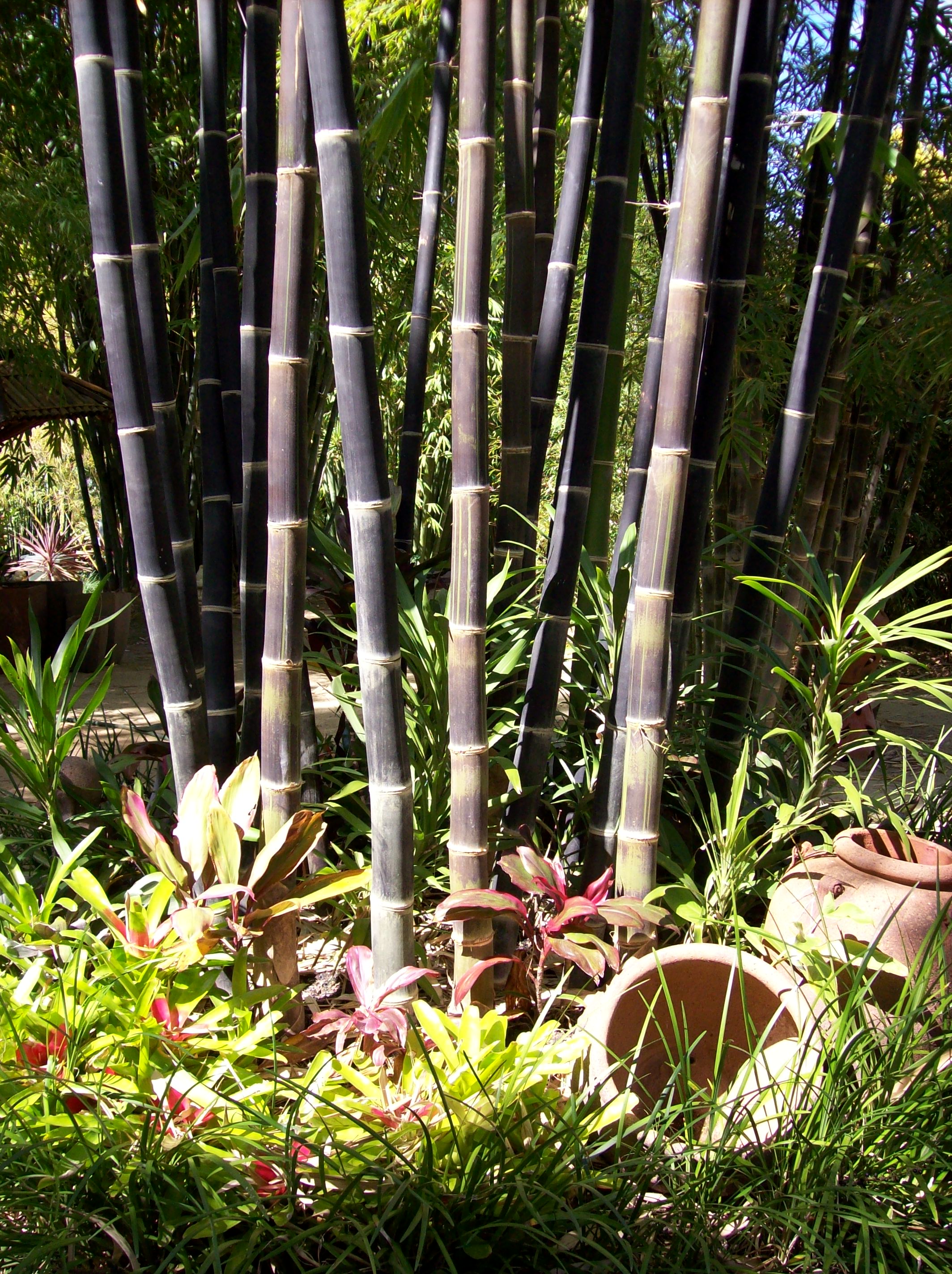 Java Black Bamboo Bamboo Down Under