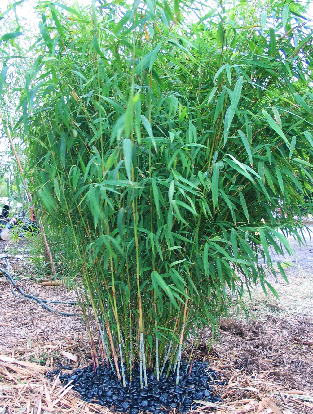 Nepalese Blue Bamboo Bamboo Down Under