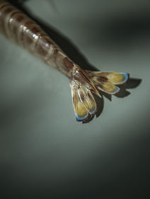 reportage photo aquaculture crevettes palourdes marais loire-atlantique femme aquacultrice