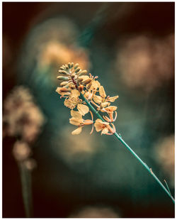 Spring Mustard Flower