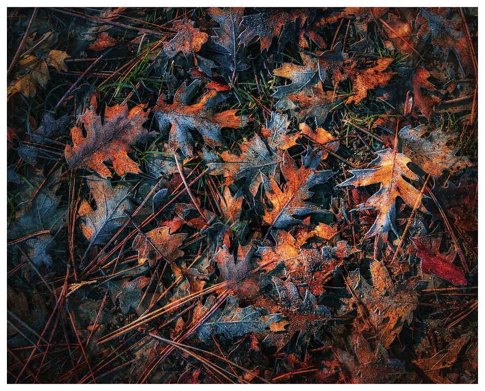 Yosemite Frost, Oak and Pine Understory -Signed Fine Art Print