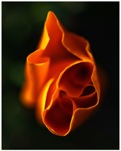 Golden Poppy Fire