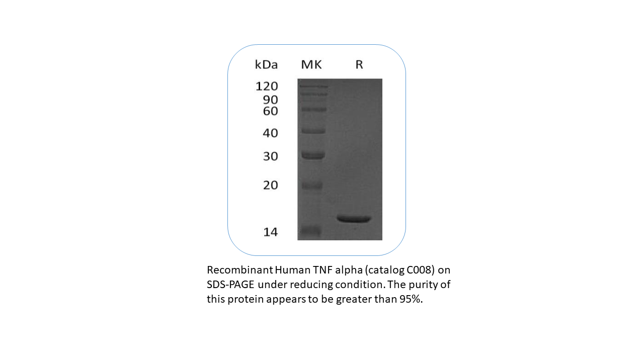 Recombinant Human TNF-alpha Protein