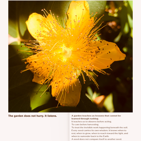 california flower