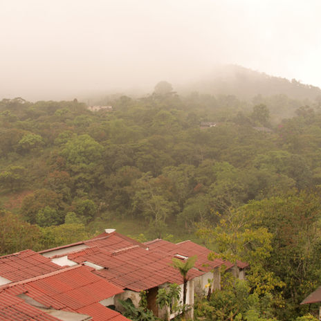 coffee plantation