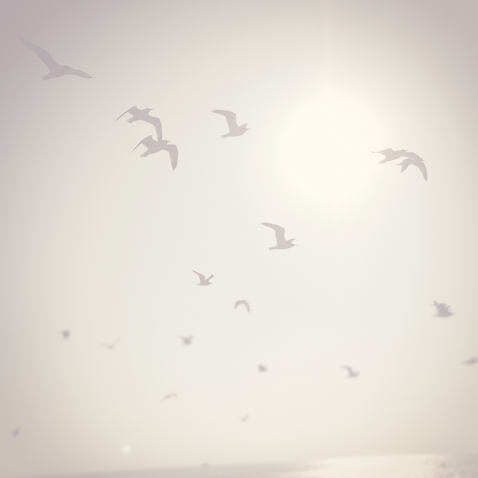 BIRDSMANHATTANBEACH_edited.png