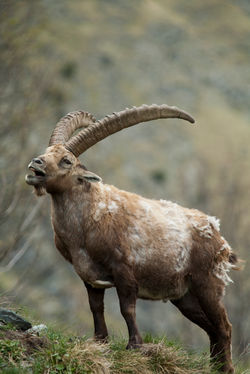 Ibex_038