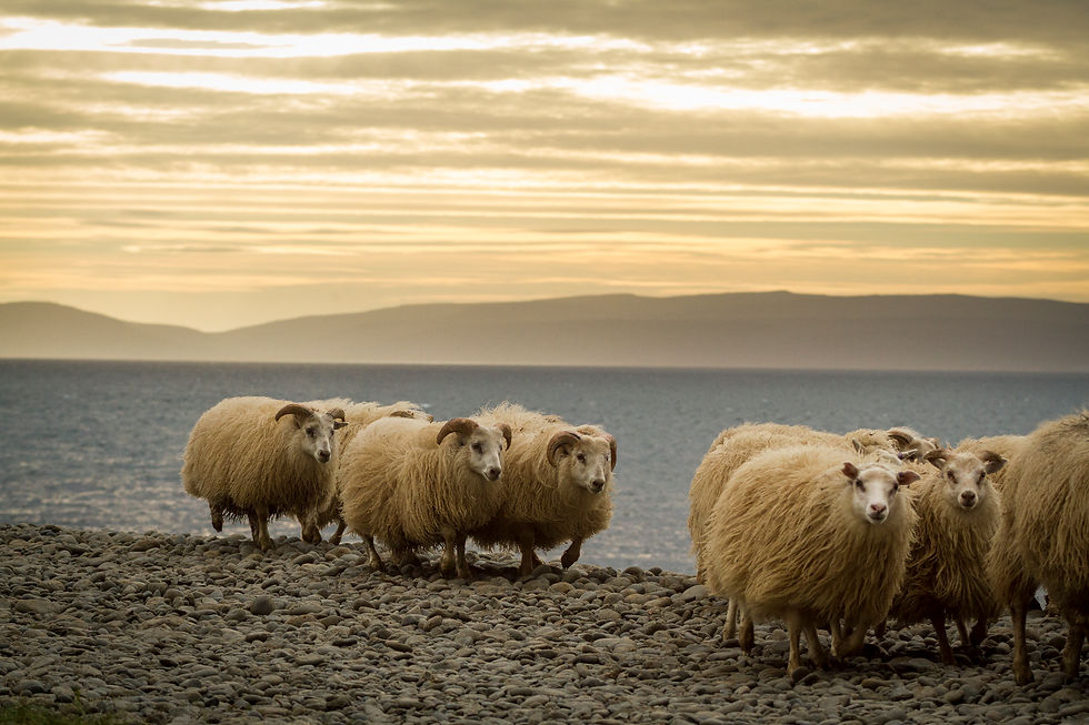 Icelandic sheeps