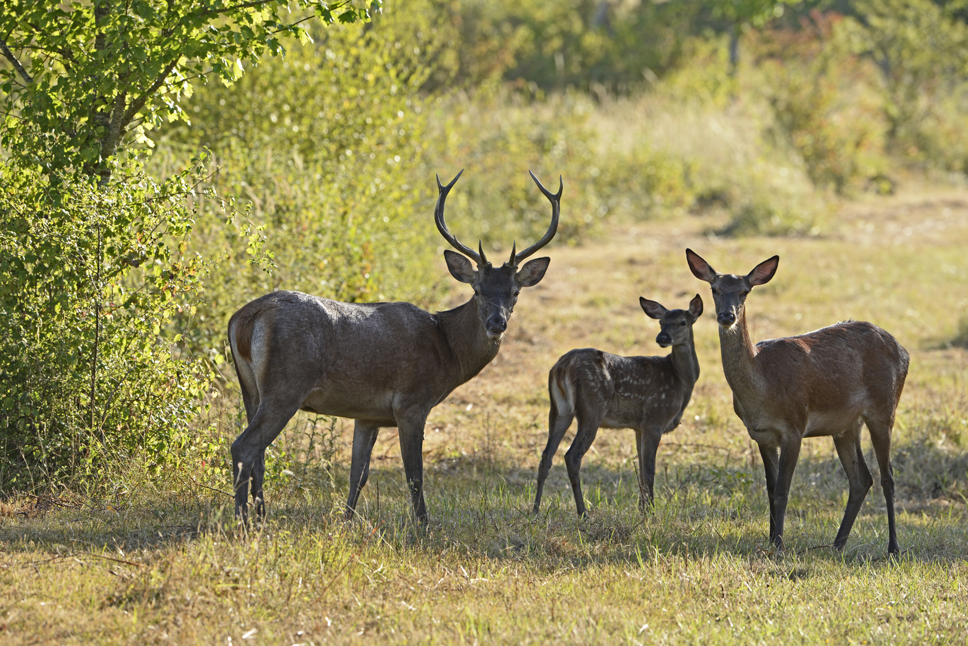 Photo Animalière & Macro / Dordogne