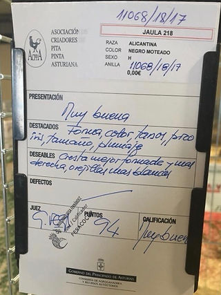 Gijon 2017 Hembra moteada