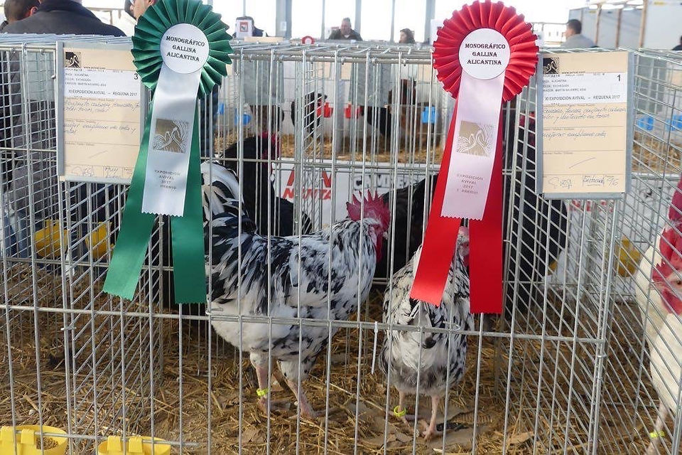 pareja de pintos (1 y 3er premio)