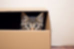cat in a box.jpg