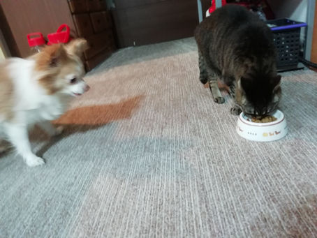 愛犬と愛猫