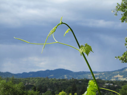 What's with the tendril?
