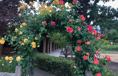 Pathway leading through an arch covered with yellow and pink roses into a quiet garden_
