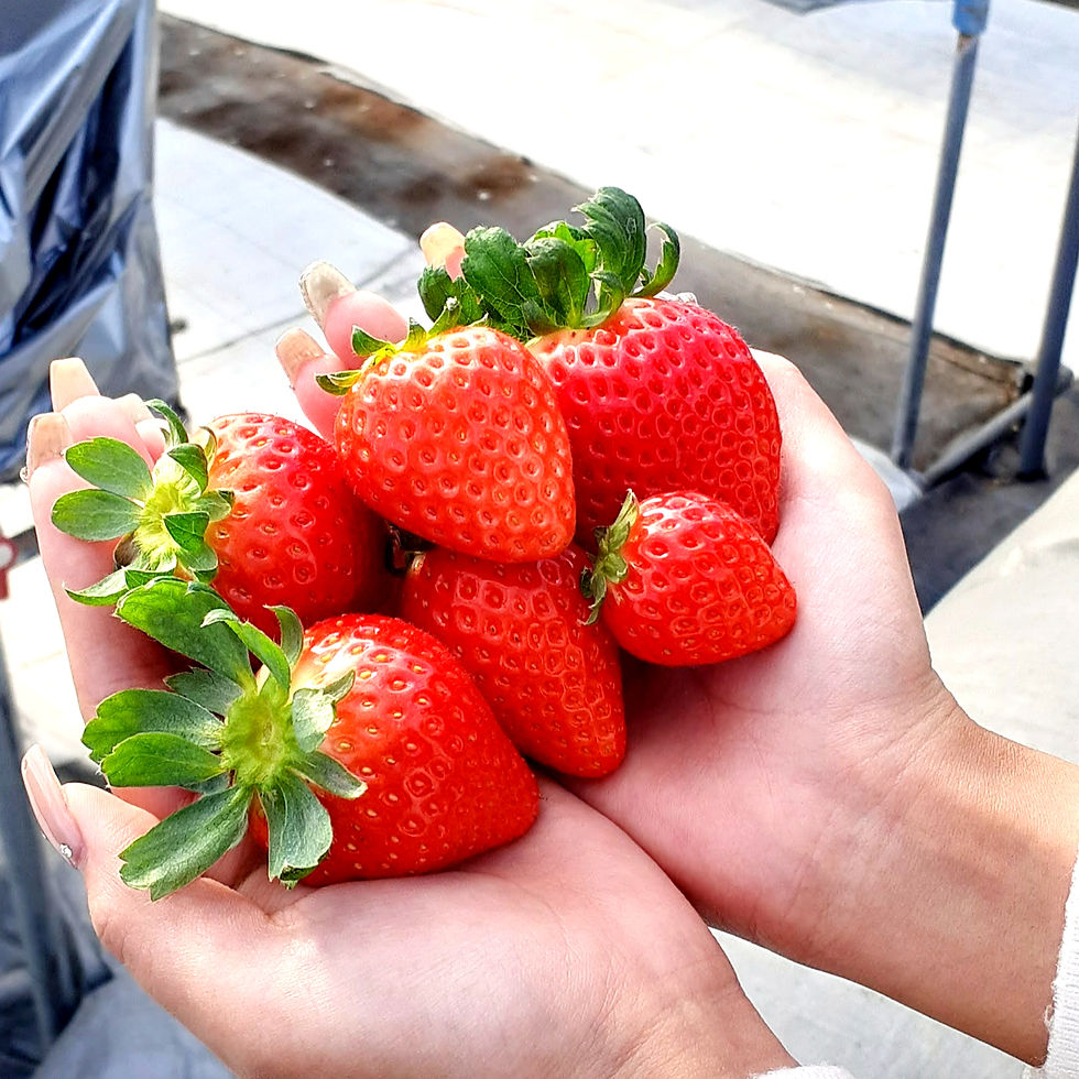 輝く紅いルビー🍓