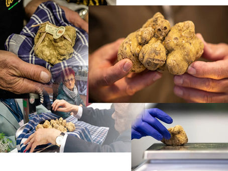 The Alba Truffle Hunt is On: Italy's White Truffle is here for 2023.