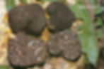 Tuber brumale showing the inside and outside of the truffle
