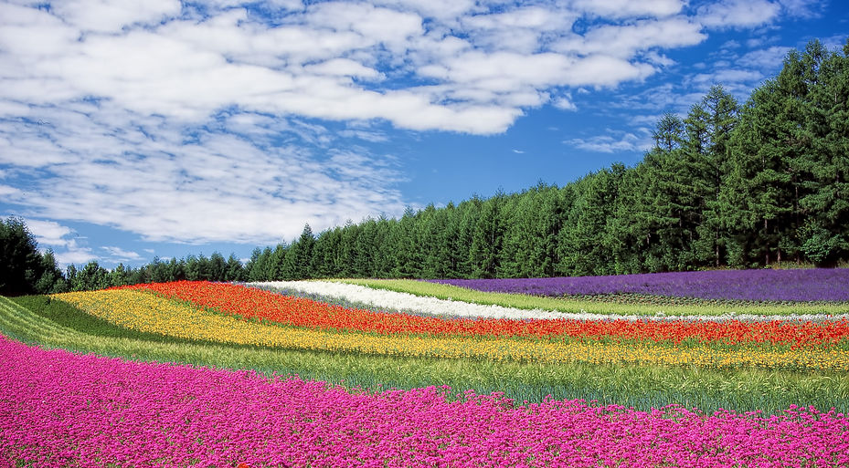 flower-garden-blue-sky-hokkaido-japan-60628.jpeg