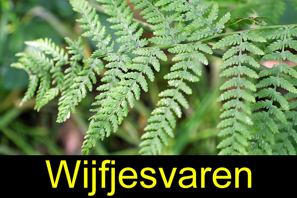 wijfjesvaren