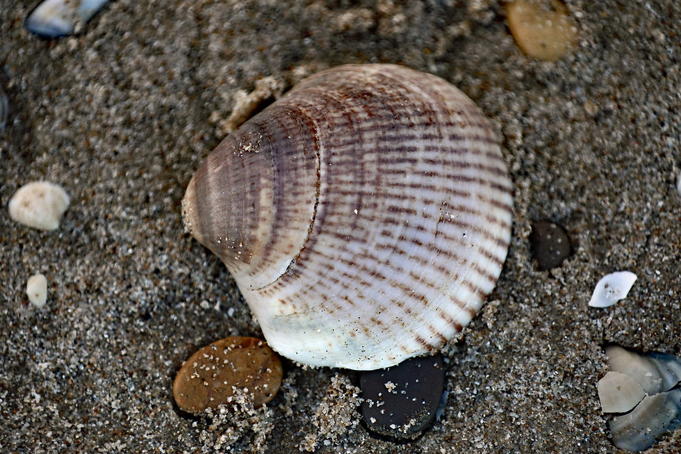 ES__069 MIddellandse Zee_2025.10.20.18.45.00_006.JPG