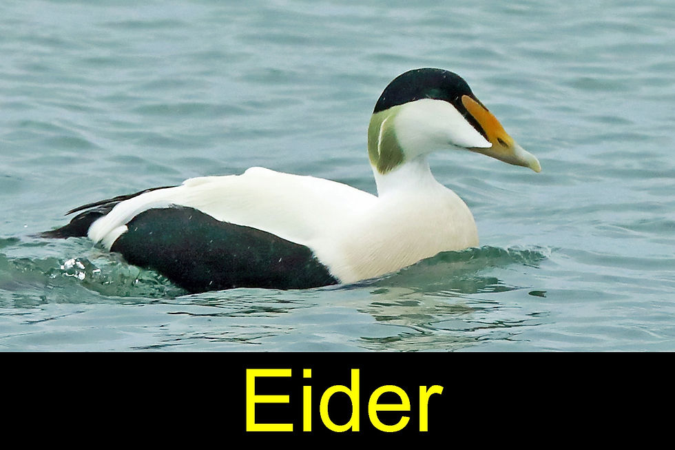 eider