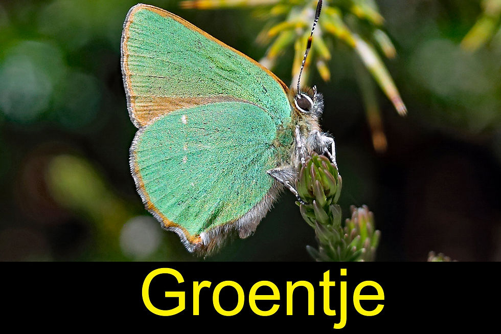 groentje