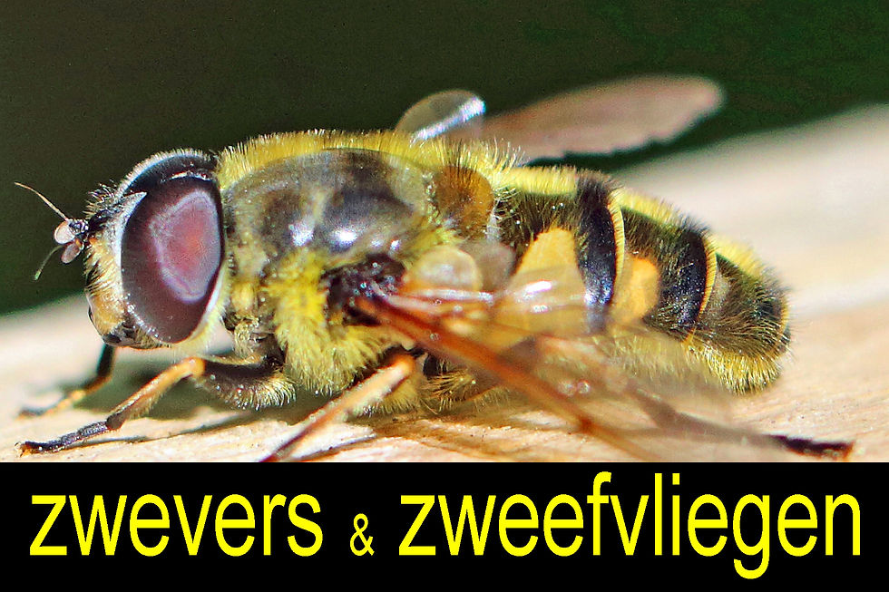 zwevers_zweefvliegen.jpg