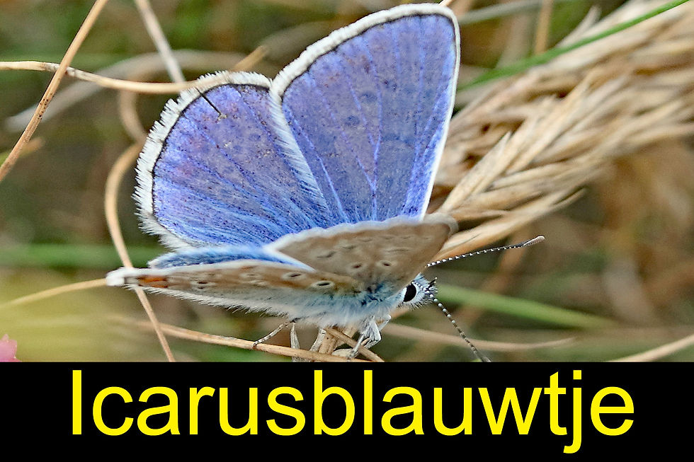 icarusblauwtje