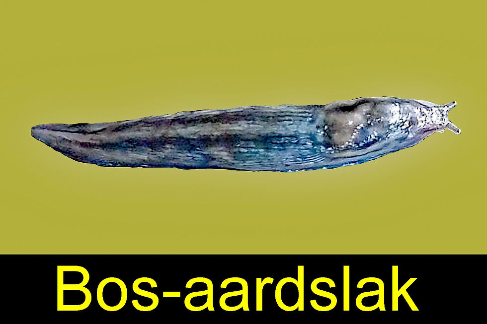 bos-aardslak