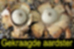 gekraagde aardster