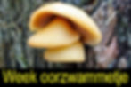 week oorzwammetje